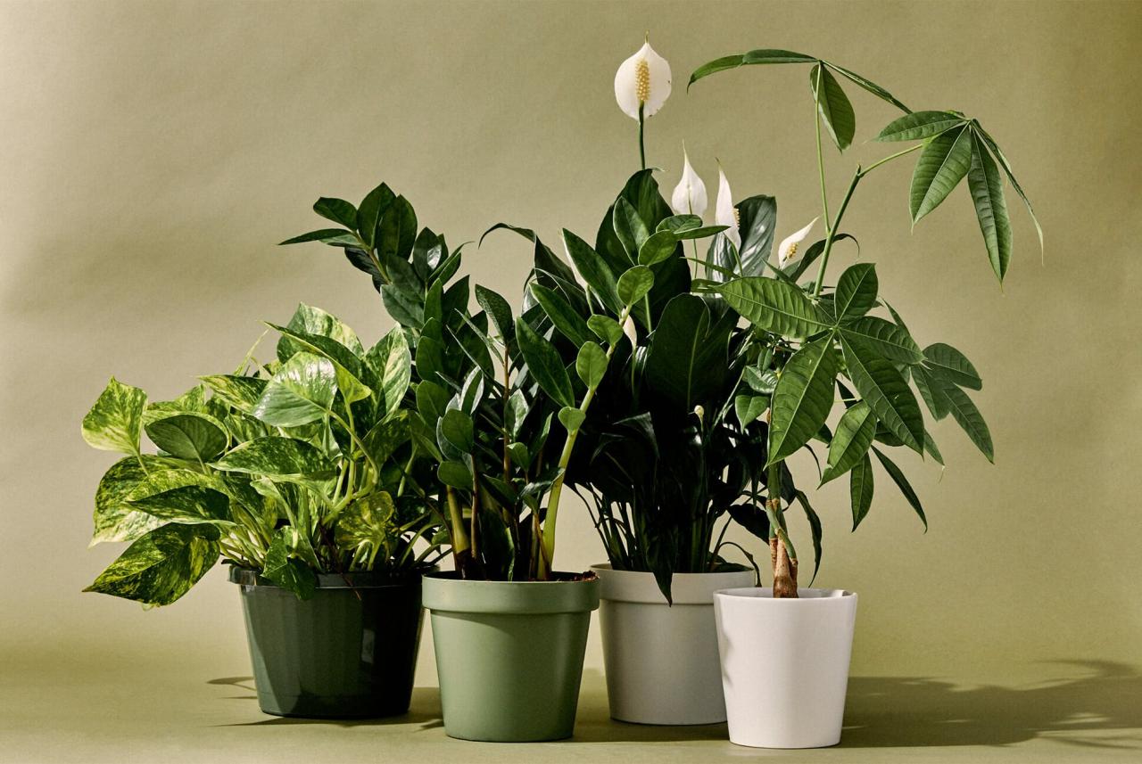 Top Plants for Indoor and Outdoor Home Gardens