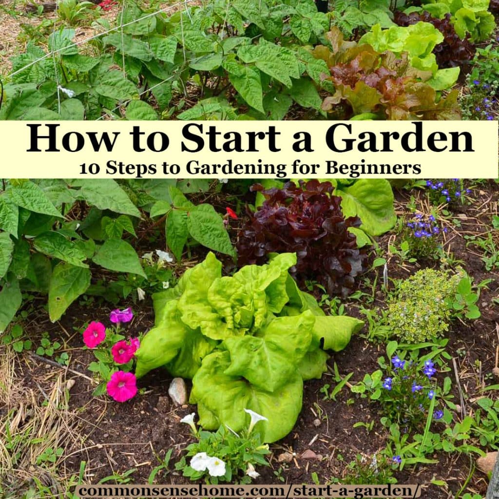 Best Home Gardening Tips for Beginners