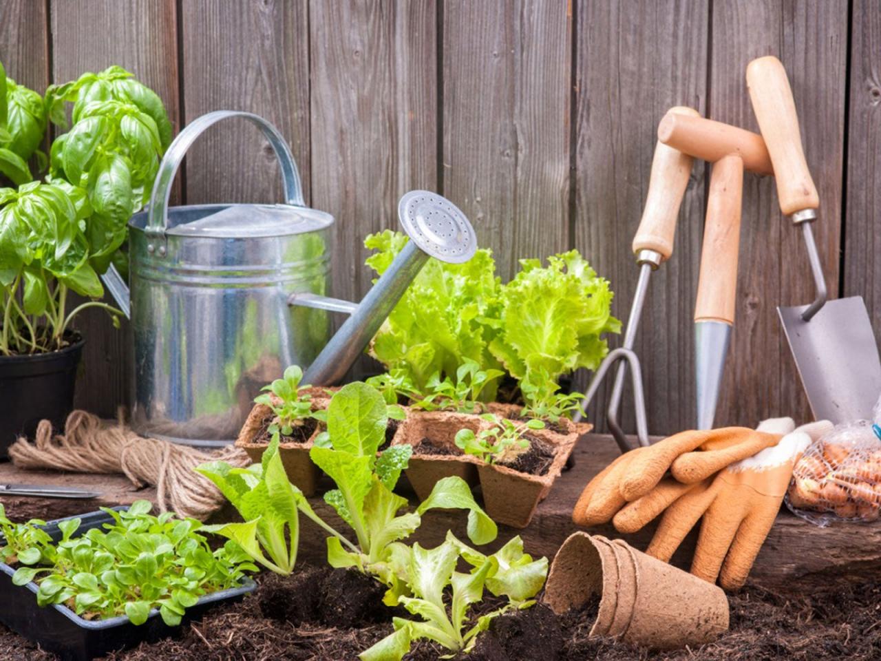 Best Home Gardening Tips for Beginners